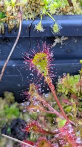 Attēlu rezultāti vaicājumam “Drosera x obovata”