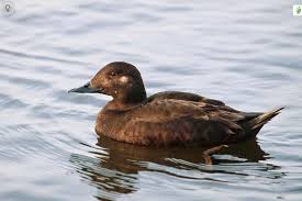 Attēlu rezultāti vaicājumam “Melanitta fusca”