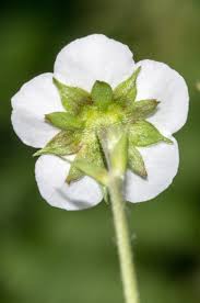 Attēlu rezultāti vaicājumam “Fragaria viridis flower”
