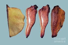 Attēlu rezultāti vaicājumam “Fistulina hepatica”