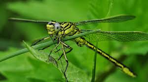 Attēlu rezultāti vaicājumam “Gomphus flavipes”