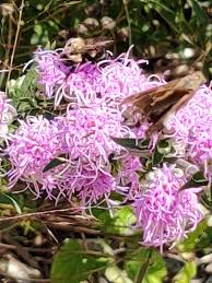 Attēlu rezultāti vaicājumam “Hierochloe odorata flower”