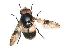 Attēlu rezultāti vaicājumam “Volucella pellucens”