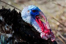 Attēlu rezultāti vaicājumam “Meleagris male”