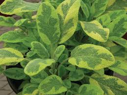 Attēlu rezultāti vaicājumam “Salvia officinalis leaf”