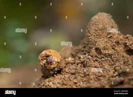 Attēlu rezultāti vaicājumam “Osmoderma barnabita imago”