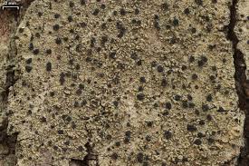 Attēlu rezultāti vaicājumam “Lecidella elaeochroma”