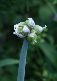 Attēlu rezultāti vaicājumam “Allium cepa bud”