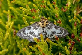 Attēlu rezultāti vaicājumam “Anania hortulata”