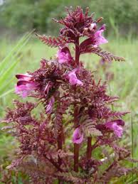 Attēlu rezultāti vaicājumam “Pedicularis palustris fruit”