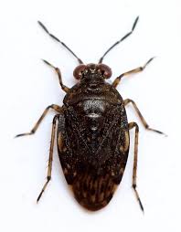 Attēlu rezultāti vaicājumam “Saldula saltatoria”