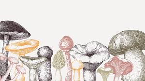 Attēlu rezultāti vaicājumam “fungi”