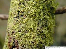 Attēlu rezultāti vaicājumam “Metzgeria violacea”