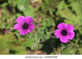 Image result for Geranium `Sandrine`