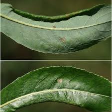 Attēlu rezultāti vaicājumam “Euura brevicornis larva”
