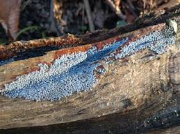 Attēlu rezultāti vaicājumam “Badhamia panicea”