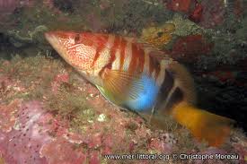 Image result for Serranus scriba