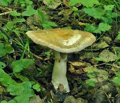 Attēlu rezultāti vaicājumam “Cortinarius praestans”