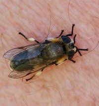 Attēlu rezultāti vaicājumam “Heptatoma pellucens”