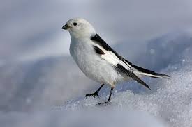 Attēlu rezultāti vaicājumam “Plectrophenax nivalis”