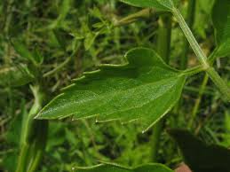 Attēlu rezultāti vaicājumam “Angelica palustris”