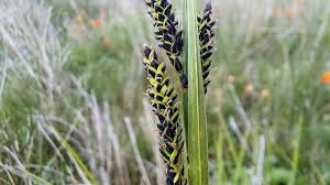 Attēlu rezultāti vaicājumam “Carex nigra”