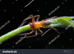Attēlu rezultāti vaicājumam “Cheiracanthium sp. male”
