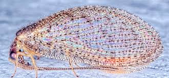 Attēlu rezultāti vaicājumam “Hemerobius perelegans”