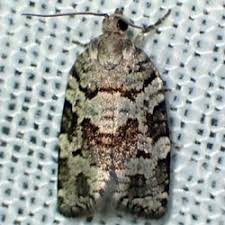 Attēlu rezultāti vaicājumam “Dichelia histrionana”