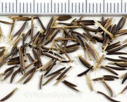 Attēlu rezultāti vaicājumam “Leontodon hispidus leaf”