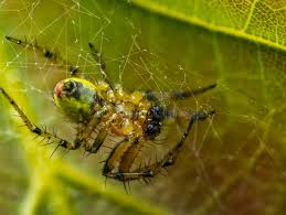 Attēlu rezultāti vaicājumam “Araniella male”