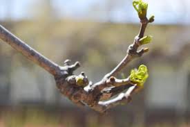 Attēlu rezultāti vaicājumam “Phellodendron amurense bud”
