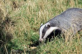 Attēlu rezultāti vaicājumam “Meles meles”