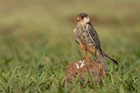 Image result for Falco amurensis