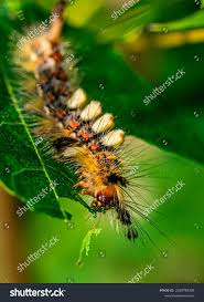 Attēlu rezultāti vaicājumam “Acronicta rumicis”