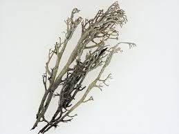 Attēlu rezultāti vaicājumam “Cladonia stygia”