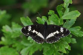 Attēlu rezultāti vaicājumam “Limenitis camilla upperside”