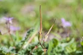Attēlu rezultāti vaicājumam “Erodium cicutarium fruit”