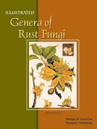 Attēlu rezultāti vaicājumam “Ochropsora ariae”