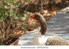 Attēlu rezultāti vaicājumam “Anseriformes”