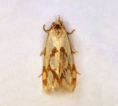 Attēlu rezultāti vaicājumam “Agapeta hamana”