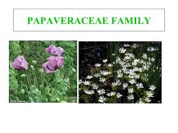 Attēlu rezultāti vaicājumam “Papaveraceae”