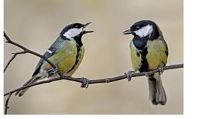 Attēlu rezultāti vaicājumam “Parus major”