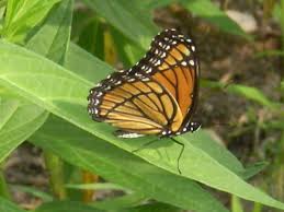 Attēlu rezultāti vaicājumam “Orthosia sp.”