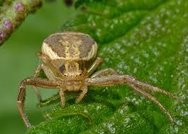 Attēlu rezultāti vaicājumam “Xysticus ulmi”