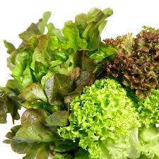 Attēlu rezultāti vaicājumam “Lactuca sativa”