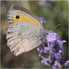 Attēlu rezultāti vaicājumam “Hyponephele lycaon female”