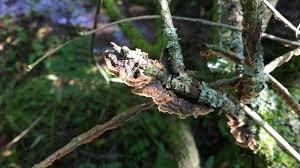 Attēlu rezultāti vaicājumam “Hypocreopsis lichenoides”