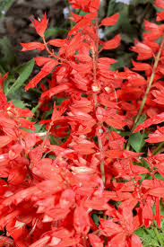 Image result for Salvia splendens