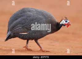 Attēlu rezultāti vaicājumam “Numida meleagris adult”